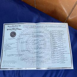 American Bully Female Available for Rehoming in Saint Paul, mn