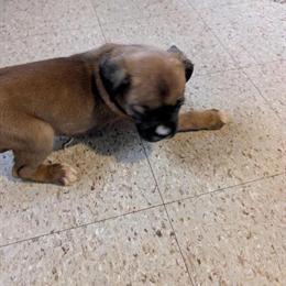 Boxer Puppies Looking for Forever Homes in Bloomington, il