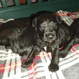 Miniature Schnauzer puppies available in Kokomo, in
