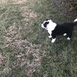 Purebred English Shepherd Puppy for Sale in Indianapolis, in