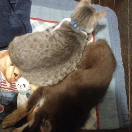 Pomsky Puppy Looking for a Loving Home in Albion, mi