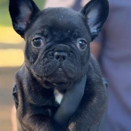French Bulldog Puppies Available in Vallejo, ca