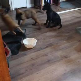 Belgian Malinois Puppies for Sale in Siler City, nc