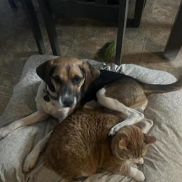 Beagle Mix Looking for a Loving Home in Medina, oh