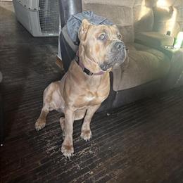 Cane Corso looking for a loving home in Columbus, oh