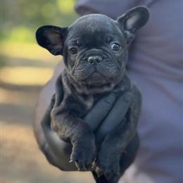French Bulldog - 10 Months Female, AKC, Vaccinations Up-to-Date in Vallejo, ca