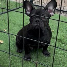 French Bulldog - 10 Months Old Female in Vallejo, ca