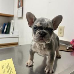 French Bulldog Puppy for Sale in Minneapolis, mn