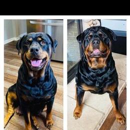 Rottweiler Female Puppy - Last of the Litter, 10 Weeks Old in Albion, mi