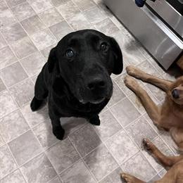 Black Labrador Retriever Female Looking for a New Home in Clio, mi