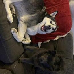 Pomeranian Coco - 7 Months Old, Good with Kids and Dogs in Akron, oh