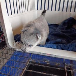 Pomeranian Puppies Ready for Christmas - 4 Boys and 2 Girls in Nashville, ga