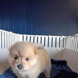 Pomeranian Puppies Ready for Christmas - 4 Boys and 2 Girls in Nashville, ga