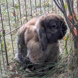 Holland Lop Buck - 2 Years Old - Healthy and Calm in Freeland, mi
