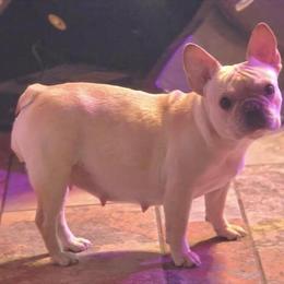 AKC French Bulldog Female for Sale in Roseville, oh