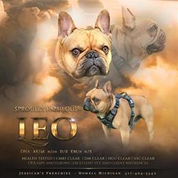 French Bulldog Studs Available in Michigan - AKC Registered in Howell, mi