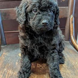 Labradoodle Puppy - Ready to Go Home After March 1 in Archbold, oh