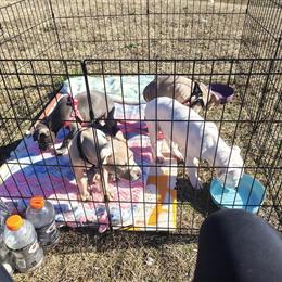 American Staffordshire Puppies Available in Sanford, nc