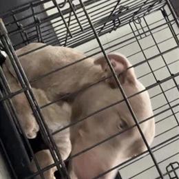 Female Pit Bull for $50 in Detroit, mi