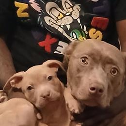 Bully Puppy - 8 Weeks Old - Ready to Go Home in Pontiac, mi