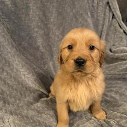 Golden Retriever Puppies Available in Binghamton, ny