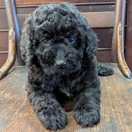 Labradoodle Puppy Ruby Available for Adoption in Archbold, oh