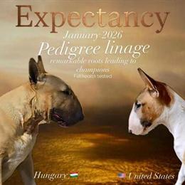 English Bull Terrier Puppies Available End of January in Montclair, ca