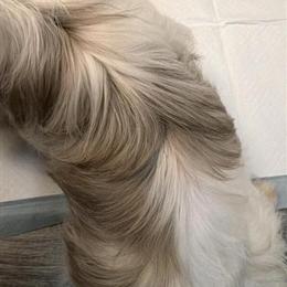 Female Chocolate Parti Yorkshire Terrier for Adoption in Indianapolis, in