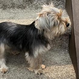 Male Yorkshire Terrier, 7 Months Old in Indianapolis, in