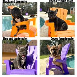 French Bulldogs Ready for Their Forever Home in Houston, Texas in Cypress, tx