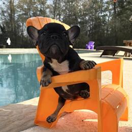 French Bulldog Male Jet Ready for His Forever Home in Cypress, tx