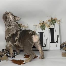 Lilac Tri Merle English Bulldog Female for Adoption in Cypress, tx