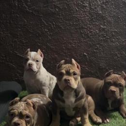 American Bully puppies available for new homes in New York, ny