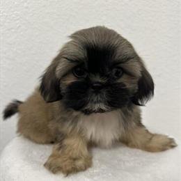 Shih Tzu Puppies Ready for Loving Homes in Portland, tx