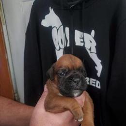 AKC Boxer Puppies for Adoption in Lowell, ma