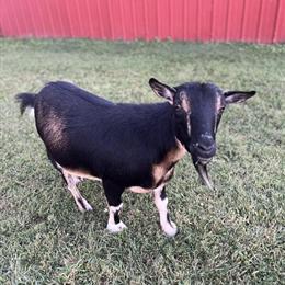 Nigerian Dwarf-Pygmy Wether Available for Adoption in Cedarville, oh