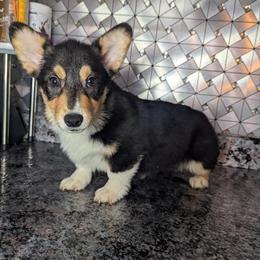 Male AKC Corgi Puppy Available in Goshen, in