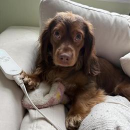 Dachshund Stud Service Available - Rocky, 2 Years Old in West Branch, mi