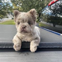 Fluffy Female French Bulldog Puppy for Sale in Lawrenceville, ga