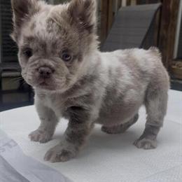 Fluffy Female French Bulldog Available in Lawrenceville, ga