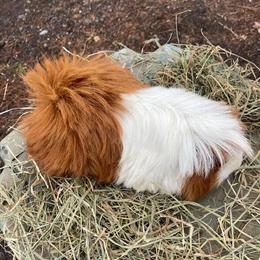 Guinea Pigs for Adoption in Lebanon, nj