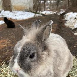 Lionhead Bunnies for Adoption - One Year Old in Lebanon, nj