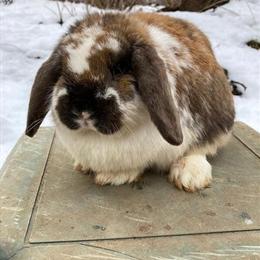 Minilop Bunnies for Adoption in Lebanon, nj