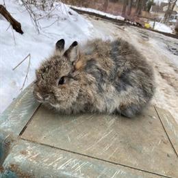 Jersey Wooly Rabbit for Adoption in Lebanon, nj