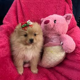 Blonde Pomeranian Puppy Ready for Forever Home in Havertown, pa