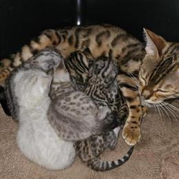 Bengal Kittens Ready for Adoption in Plymouth, wi