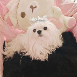 Maltese Stud Service - Purebred 3lbs in Portland, or