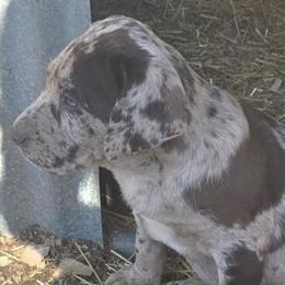 Labrador Puppies for Sale in Fort Worth, tx