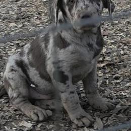 Labrahula Puppy Available in Fort Worth, tx