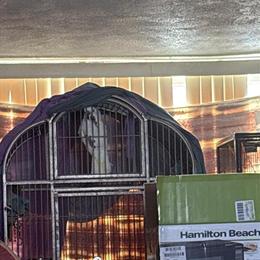 Umbrella Cockatoo Looking for a New Home in Chesaning, mi